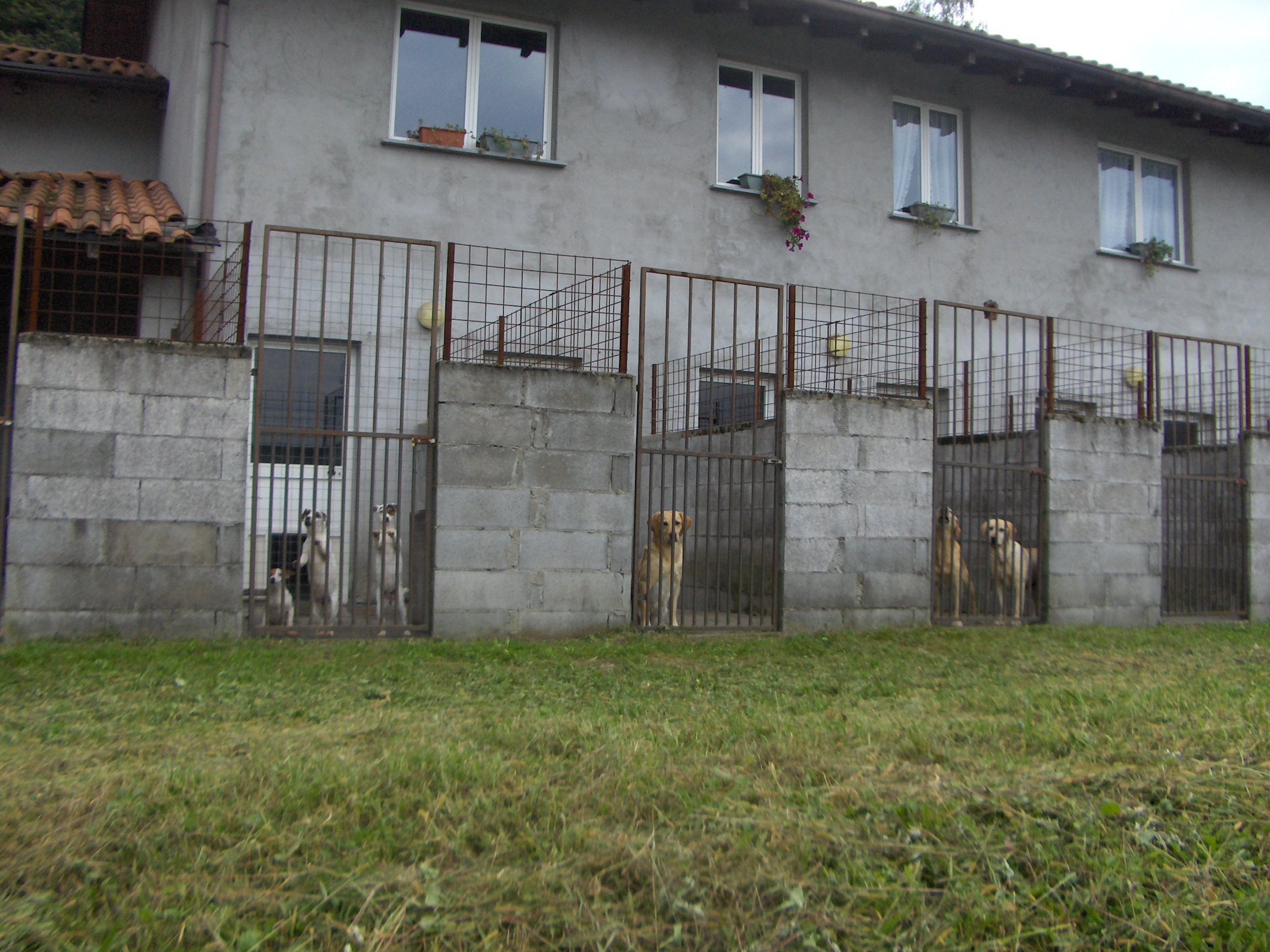 Pensione per cani a Ferrera di Varese